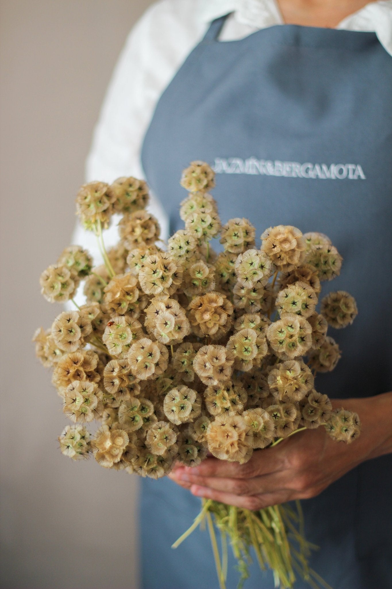 SCABIOSA STELLATA - JAZMÍN Y BERGAMOTA